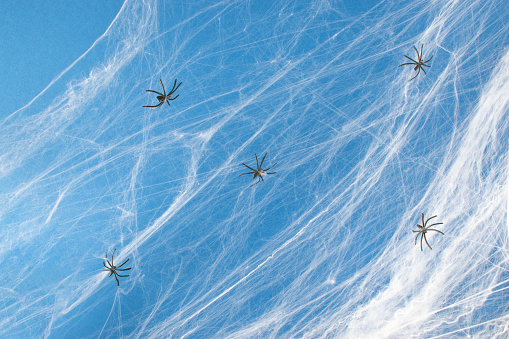 Creative composition made of spider web on a blue background. Minimal Halloween party or decoration concept.