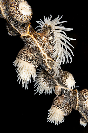 Gorgonian Wrapper Nemanthus annamensis, a species of Sea Anemones, is a common commensal on gorgonian sea fans and sea whips in Western and Central Indo-Pacific water deeper than 10m. The basal part of the brown column is enwrapped around the skeleton of the host corals. Sea anemones can contract and bend the column in various directions. The Gorgonian Wrapper's muscles can also be used to expand the column and tentacles by using hydrostatic pressure. This is called a hydrostatic skeleton. Gorgonian Wrappers can detach themselves from the bottom and relocate. The larger of these specimen have a base that is 5-6cm in width. The white polyps of this small anemone are 4 to 5 cm tall. It is not completely clear if Nemanthus annamensis kills the corals, or if it settles only on already dead parts of the coral.
Triton Bay, Indonesia, 
3°51'48.03 S 133°55'48.96 E at 18m depth by night