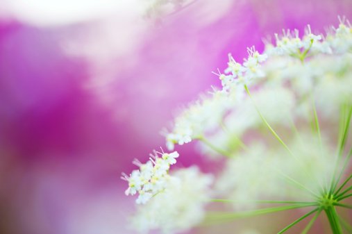 Close-up of meadow flowers. Selective focus and shallow depth of field.