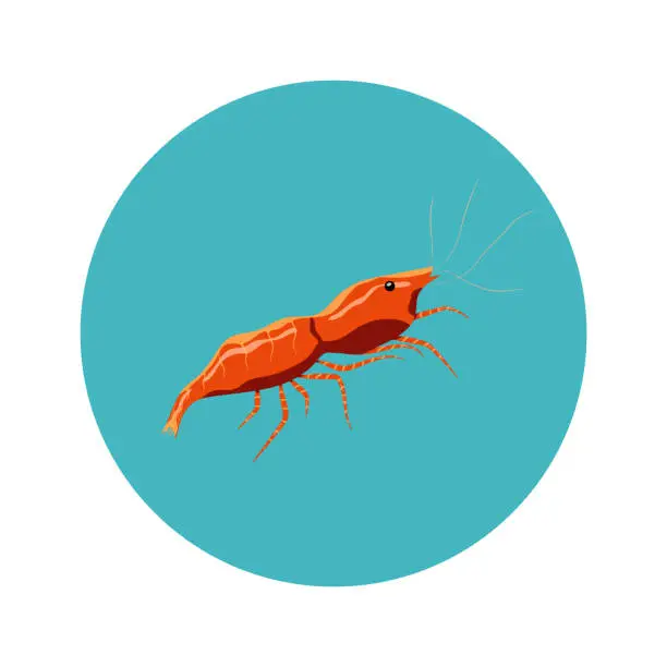 Vector illustration of Shrimp