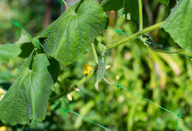 istock Organic cucumbers cultivation. Young cucumbers with yellow flowers. 1658790437