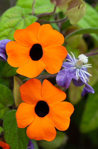 Black-eyed Susan (Thunbergia alata) flower in the garden