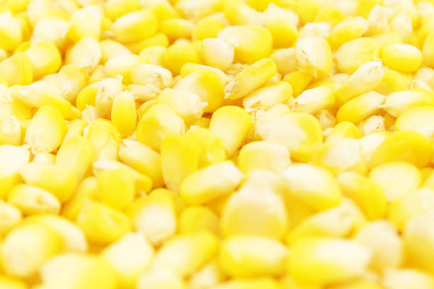 Close up of corn seeds, shallow depth of field.