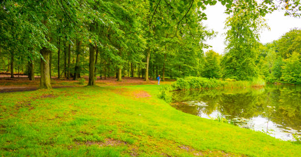 istock Outdoors in a forest in sunlight in summer 1658803779