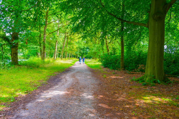 al aire libre en un bosque a la luz del sol en verano - 7655 fotografías e imágenes de stock