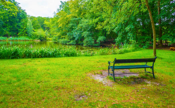 Morning in a park