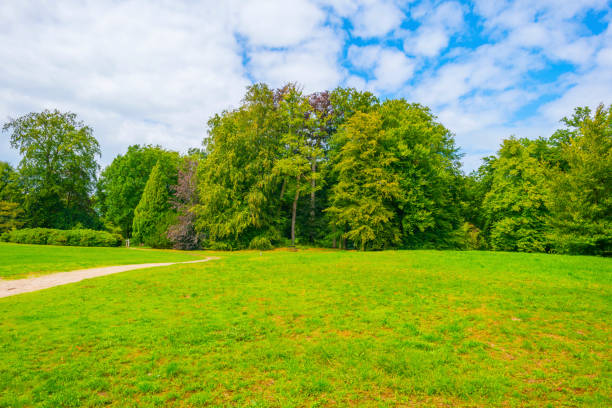 outdoors in a forest in sunlight in summer - 7651 imagens e fotografias de stock