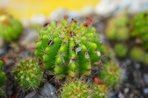 Close-up Cactus in garden on diy pot