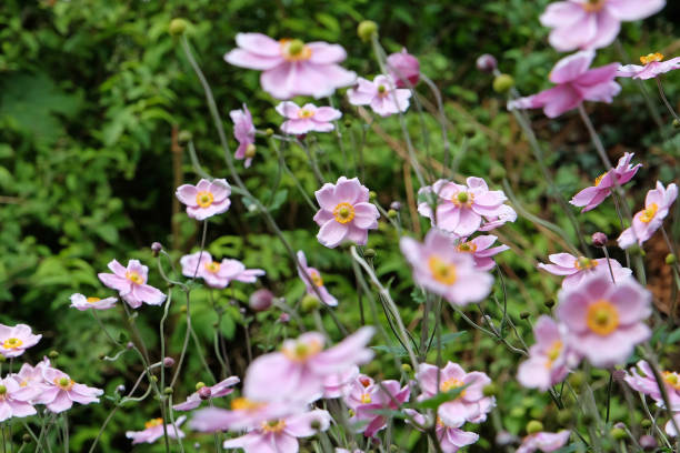 istock Soft pink Japanese Anemone hybrida 'Robustissima, also known as a grape leaf anemone, in flower. 1658822957