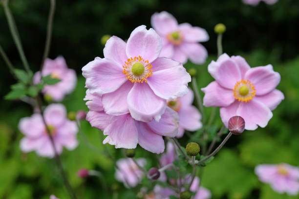 istock Soft pink Japanese Anemone hybrida 'Robustissima, also known as a grape leaf anemone, in flower. 1658822964
