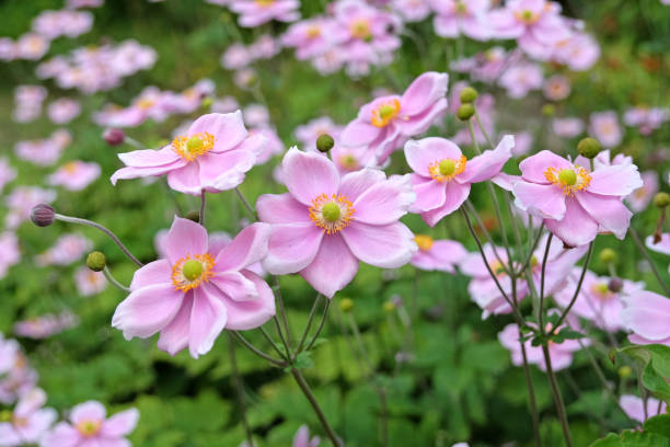 istock Soft pink Japanese Anemone hybrida 'Robustissima, also known as a grape leaf anemone, in flower. 1658823538