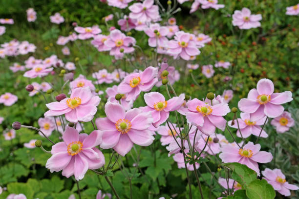 istock Soft pink Japanese Anemone hybrida 'Robustissima, also known as a grape leaf anemone, in flower. 1658824648