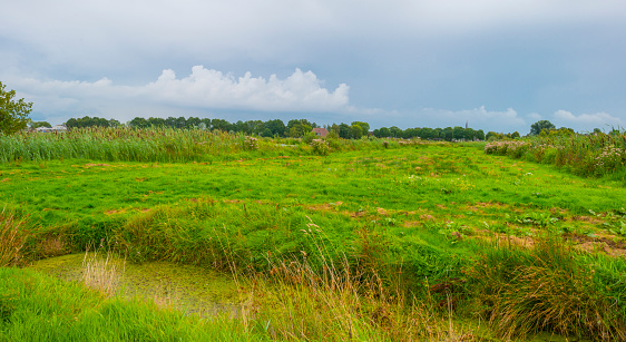Reed and trees along a river in wetland in sunlight in summer, De Alde Feanen, Earnewald, Friesland,Netherlands, August, 2023