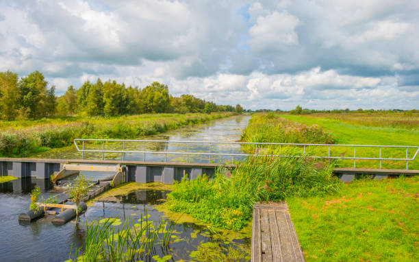 istock Reed and trees along a river in wetland in sunlight in summer 1658831778