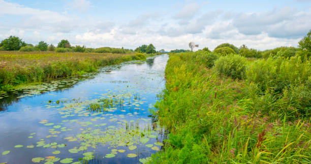 istock Reed and trees along a river in wetland in sunlight in summer 1658831794