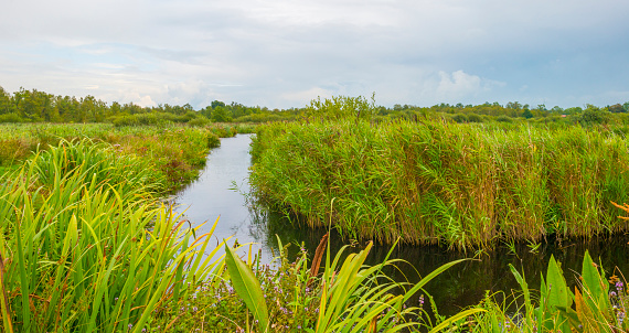 View of marsh near river Dnieper on spring