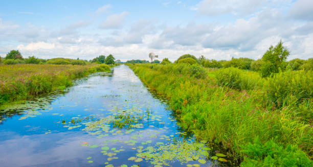 istock Reed and trees along a river in wetland in sunlight in summer 1658832875
