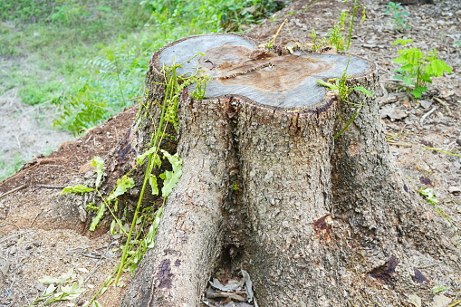 A stump from a huge tree in the park, cutting down trees in the summer.