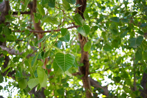 Green ficus religiosa leaves in nature garden