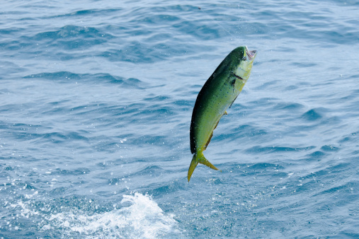 A Mahi-Mahi or dolphin fish (Coryphaena hippurus). jumping with fish hook in mouth.