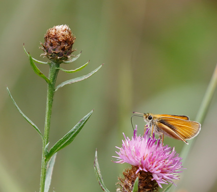 Appearance:
It has a rusty orange colour to the wings, upper body and the tips of the antennae. The body is silvery white below and it has a wingspan of 25–30 mm. This butterfly is very similar in appearance to the Essex skipper (Thymelicus lineola). In the small skipper, the undersides of the tips of the antennae are yellow orange, whereas they are black in the Essex skipper. The black area on the lower edge of the upper wings also differs. Like the other orange grass skippers the male has a distinctive black stripe made up of scent scales.

Life cycle and food plants:
Eggs are laid loosely inside grass sheaths of the caterpillars food plants from July to August. The newly hatched caterpillars eat their own eggshell before entering hibernation individually in a protective cocoon of a grass sheath sealed with silk. In the spring the caterpillar begins feeding. The favoured food plant is Yorkshire fog (Holcus lanatus), although other recorded food plants include timothy (Phleum pratense), creeping soft grass (Holcus mollis), false brome (Brachypodium sylvaticum), meadow foxtail (Alopecurus pratensis) and cock's foot (Dactylis glomerata). The caterpillars pupate near the base of the food plant in June with the first adults on the wing at the end of June, a week or two before the first Essex skippers. They are strongly attracted to purple flowers such as thistles and knapweeds.

Distribution:
This butterfly's range includes much of Europe (east to the Urals, including Ireland, Britain and Scandinavia, and includes north Africa and the Middle East. It is typically occurring where grass has grown tall.

This is a quite common Species in the described Habitats in the Netherlands.