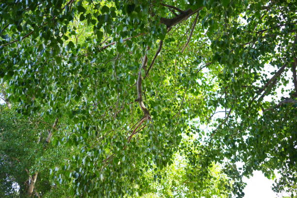 Close-up of Camphor tree abstract background.