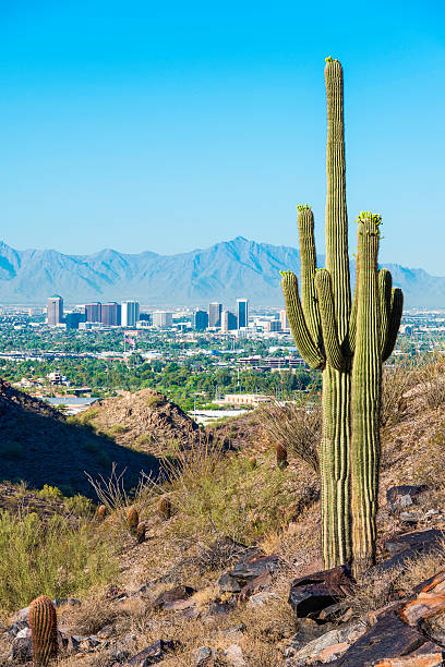 Phoenix skyline framed by saguaro cactus and mountainous desert stock photo