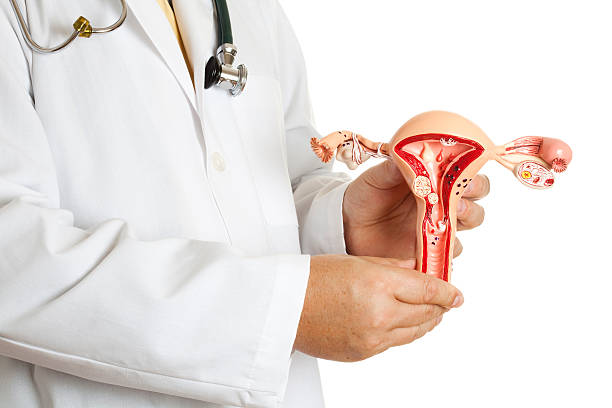 Doctor holding uterus model A doctor holding a model of Uterus and Ovaries with some most common pathologies, endometriosis, adhesions, fibroids, salpingitis, cysts, pedunculated fibroid tumor, polyps and various carcinoma. anatomist photos stock pictures, royalty-free photos & images
