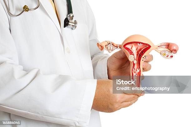 Lekarz Trzymając Macicy Model - zdjęcia stockowe i więcej obrazów Mięśniaki macicy - Mięśniaki macicy, Endometrioza, Rak szyjki macicy