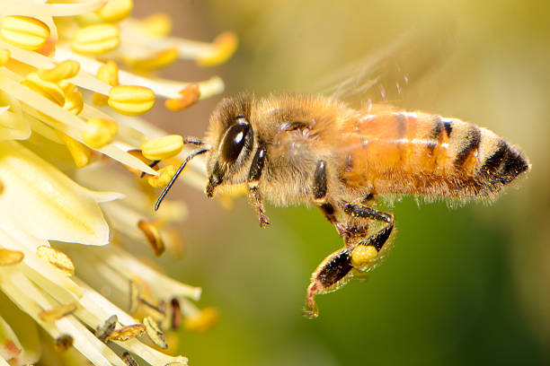 industrious insect the honey bee