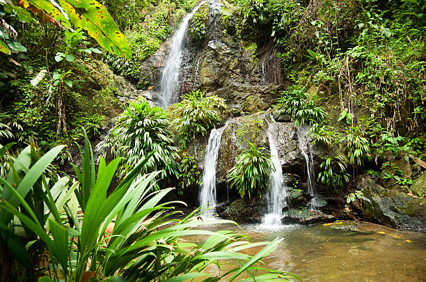 Tropical Paradise Series A multi-tiered waterfall in Tobago surrounded by lush green foliage and a natural pool below. tobago stock pictures, royalty-free photos & images