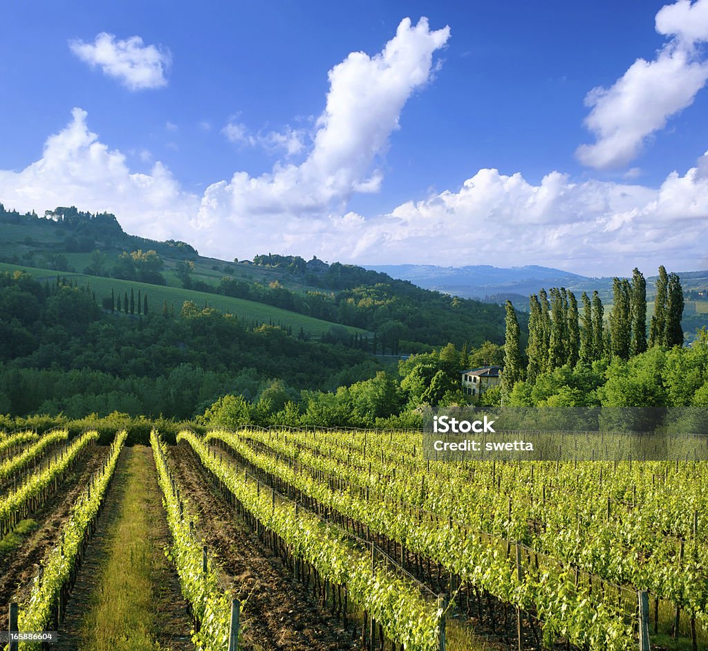 Vigneto in Italia, Toscana - Foto stock royalty-free di Azienda vinicola