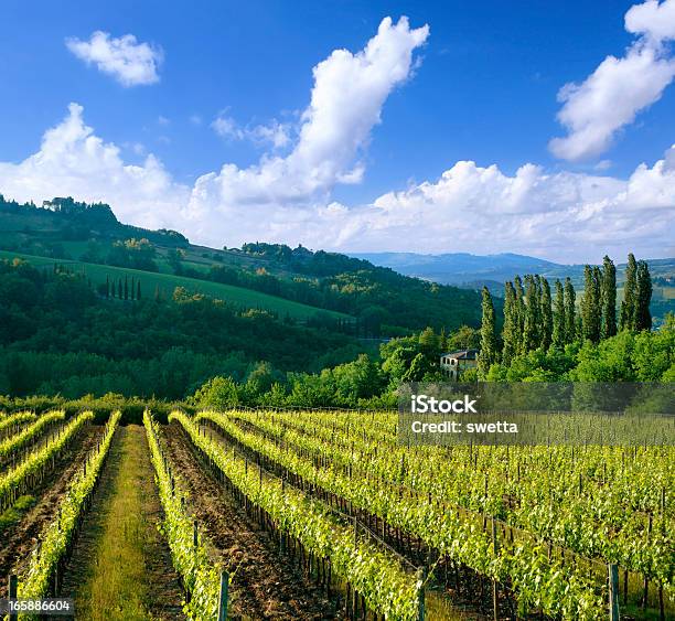 Vigneto In Italia Toscana - Fotografie stock e altre immagini di Azienda vinicola - Azienda vinicola, Italia, Natura