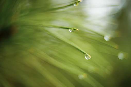 Wet pine branch with green needles in rain drops. Macro image