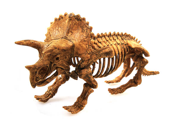 triceratop skeleton isolated