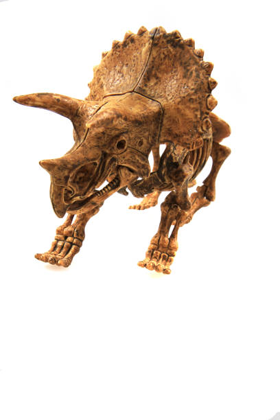 istock triceratop skeleton isolated 1658873450