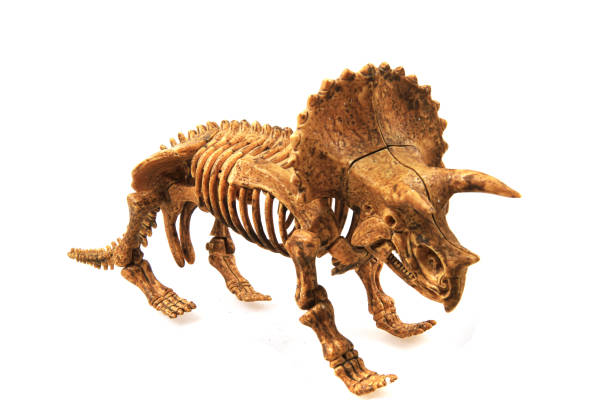 istock triceratop skeleton isolated 1658873452