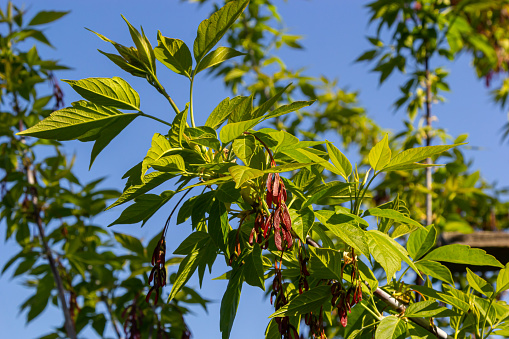 A close-up of the reddish-pink ripening fruits of the maple.