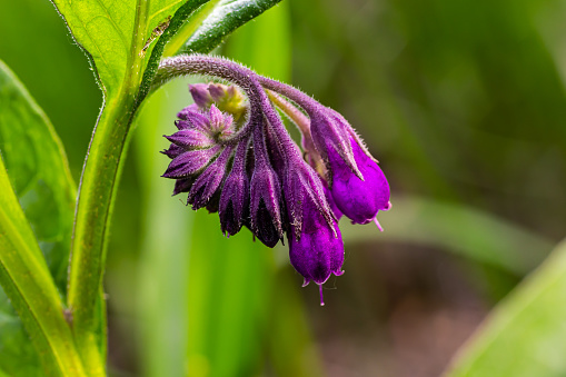 In the meadow, among wild herbs the comfrey Symphytum officinale is blooming.