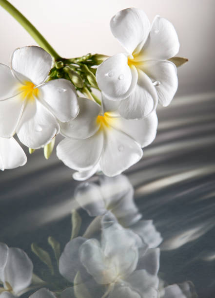 istock frangipani flower close to the water surface 1658878877