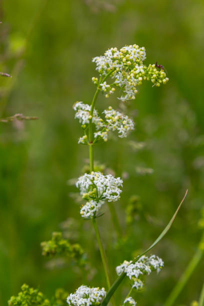 istock Beautiful blooming white bedstraw in June, galium album 1658879430