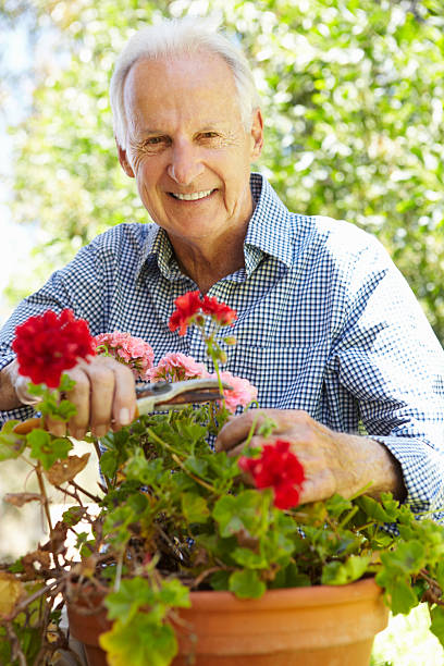 istock Senior man cutting geraniums from flower pot 165888014
