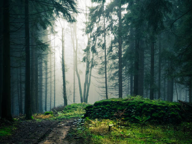 istock Mysterious foggy forest 1658882263