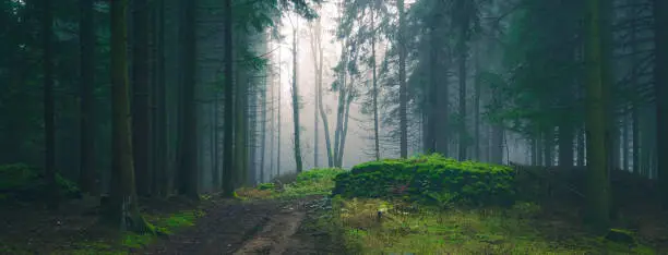 Mysterious foggy forest, light coming through trees, stones, moss, wood fern, spruce trees, fog, mist. Gloomy magical landscape at autumn/fall. Jeseniky mountains, Eastern Europe, Moravia.
