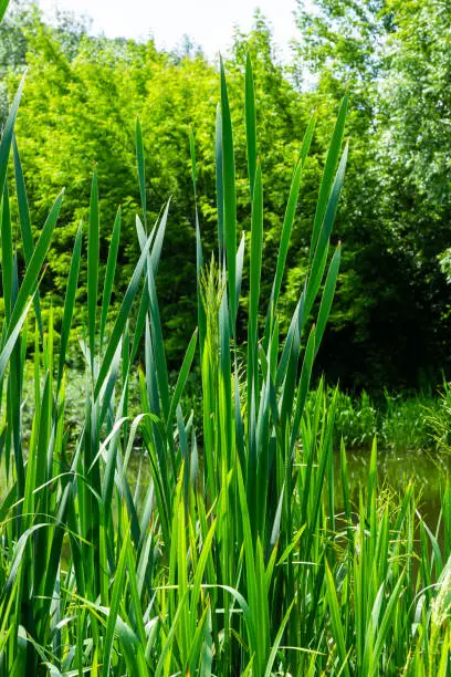 typha wildplant at pond, Sunny summer day. Typha angustifolia or cattail.