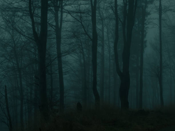 istock Creepy beech trees forest in Jeseniky mountains at autumn 1658882290