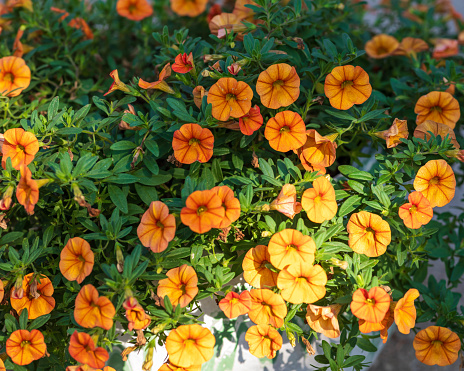 white flowerpot with orange Million Bells blossoms on the patio