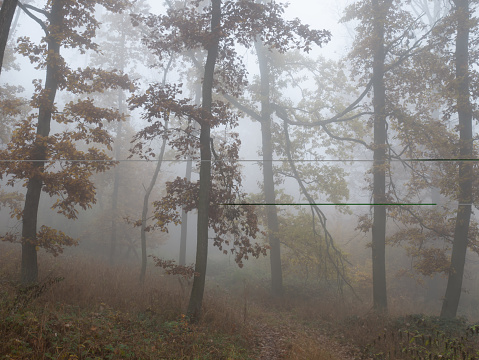Mysterious foggy forest, colorful foliage, leafs,fog,tree trunks, gloomy autumn landscape. Eastern Europe.