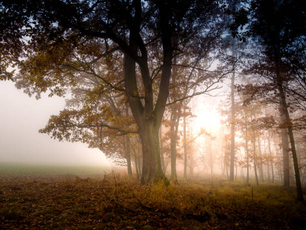 istock Mysterious foggy forest 1658885060