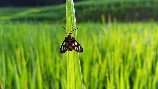 Common jay butterfly (Graphium doson) resting on grass flower after birth in the morning